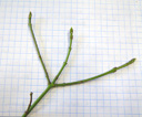 gemeiner spindelstrauch (euonymus europaeus), zweig mit gegenständigen knospen || foto details: 2009-01-26, innsbruck, austria, Pentax W60. keywords: evonymus europaeus, euonymus vulgaris, pfaffenhütchen, fusain, bois a lardoir, fusaria